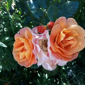 Meet your Posher, Meredith